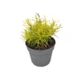 Kép 1/2 - Santolina rosmarinifolia 'Lemon Fizz' / Cipruska