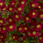 Kép 2/2 - Saxifraga x arendsii 'Alpino Red' / Mohalevelű kőtörőfű