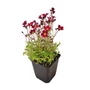 Kép 1/2 - Saxifraga x arendsii 'Alpino Red' / Mohalevelű kőtörőfű