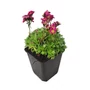 Kép 1/2 - Saxifraga x arendsii 'Harder Zwerg' / Mohalevelű kőtörőfű