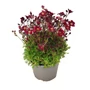 Kép 1/2 - Saxifraga x arendsii 'Touran Deep Red' / Mohalevelű kőtörőfű