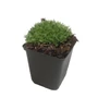 Kép 1/2 - Saxifraga x arendsii 'Touran Deep Red' / Mohalevelű kőtörőfű