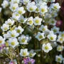 Kép 2/2 - Saxifraga x arendsii 'Touran Limegreen' / Mohalevelű kőtörőfű