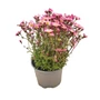 Kép 1/2 - Saxifraga x arendsii 'Touran Pink' / Mohalevelű kőtörőfű