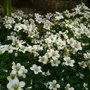 Kép 2/2 - Saxifraga x arendsii 'Touran White' / Mohalevelű kőtörőfű