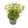 Kép 1/2 - Saxifraga x arendsii 'Touran White' / Mohalevelű kőtörőfű