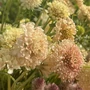 Kép 2/2 - Scabiosa atropurpurea 'Fata Morgana' / Ördögszem