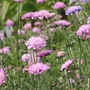 Kép 2/2 - Scabiosa columbaria 'Pink Mist' / Ördögszem