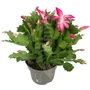 Kép 2/2 - Schlumbergera truncata / Karácsonyi kaktusz