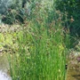 Kép 2/2 - Scirpus lacustris  / Tavi káka