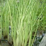 Kép 2/2 - Scirpus lacustris 'Albescens' / Hosszanti csíkos csetkáka