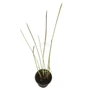 Kép 1/2 - Scirpus lacustris 'Albescens' / Hosszanti csíkos csetkáka