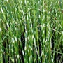Kép 2/2 - Scirpus tabernaemontani 'Zebrinus' / Zebrakáka