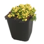 Kép 1/2 - Sedum acre 'Aureum' / Sárga virágú varjúháj