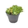 Kép 1/2 - Sedum spectabile 'Brilliant' / Pompás varjúháj