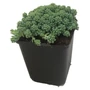 Kép 1/2 - Sedum dasyphyllum / Göndör varjúháj