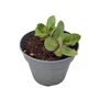 Kép 1/2 - Sedum 'Matrona' / Pompás varjúháj