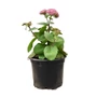 Kép 1/2 - Sedum 'Matrona' / Pompás varjúháj