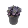 Kép 1/3 - Sedum 'Mojawe Jewels' / Bordó levelű pompás varjúháj