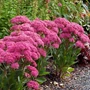 Kép 2/2 - Sedum telephium 'Mr. Goodbud' / Kárpáti varjúháj