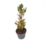 Kép 1/2 - Sedum telephium 'Mr. Goodbud' / Kárpáti varjúháj