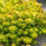 Kép 3/3 - Sedum reflexum 'Angelina' / Kövi varjúháj