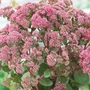 Kép 2/2 - Sedum telephium 'Seduction Green-Pink' / Kárpáti varjúháj