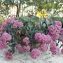 Kép 2/2 - Sedum sieboldii 'Bright Pink'/ Októberi varjúháj (Októberke)