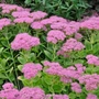 Kép 2/2 - Sedum spectabile 'Brilliant' / Pompás varjúháj