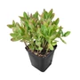 Kép 1/2 - Sedum spectabile 'Brilliant' / Pompás varjúháj