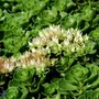 Kép 2/2 - Sedum spurium / Kaukázusi varjúháj