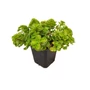 Kép 1/2 - Sedum spurium / Kaukázusi varjúháj