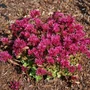 Kép 2/2 - Sedum spurium 'Spot On Deep Rose' / Kaukázusi varjúháj