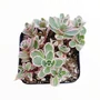 Kép 1/2 - Sedum spurium 'Tricolor' / Kaukázusi varjúháj