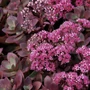 Kép 2/2 - Sedum 'Sunsparkler Firecracker' / Varjúháj