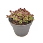Kép 1/2 - Sedum 'Sunsparkler Firecracker' / Varjúháj