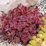 Kép 2/2 - Sedum 'Sunsparkler Wildfire' / Varjúháj