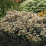 Kép 2/2 - Sedum telephium 'Hab Gray' / Kárpáti varjúháj