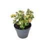 Kép 1/2 - Sedum telephium 'Hab Gray' / Kárpáti varjúháj