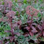 Kép 2/2 - Sedum telephium 'Marina' / Kárpáti varjúháj