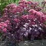 Kép 2/2 - Sedum telephium 'Purple Emperor' / Kárpáti varjúháj