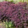 Kép 2/2 - Sedum telephium 'Seduction Cherry Chocolate' / Kárpáti varjúháj