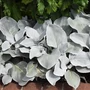 Kép 2/2 - Senecio candidans 'Angel Wings' / Közönséges aggófű