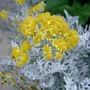 Kép 2/2 - Senecio cineraria / Hamvaska