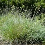 Kép 2/2 - Sesleria nitida / Olasz nyúlfarkfű
