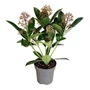 Kép 1/2 - Skimmia japonica / Japán dérbabér