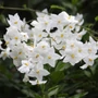 Kép 2/2 - Solanum laxum / Csüngő jázmin, jázmincsucsor