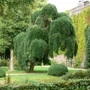 Kép 2/2 - Sophora japonica 'Pendula' / Csüngő japánakác
