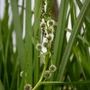 Kép 2/2 - Sparganium erectum / Ágas békabuzogány