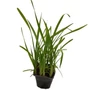 Kép 1/2 - Sparganium erectum / Ágas békabuzogány